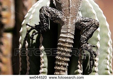 Stock Image - San Esteban Spiny-tailed Iguana (Ctenosaura conspicuosa), an endemic iguana found only on Isla San Esteban in the Gulf of California (Sea of Cortez), Mexico. Fotosearch