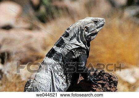 San Esteban Spiny-tailed Iguana (Ctenosaura conspicuosa), an endemic iguana found only on Isla San Esteban in the Gulf of California (Sea of Cortez), Mexico View Large Photo Image Stock Image - San Esteban Spiny-tailed Iguana (Ctenosaura conspicuosa), an endemic iguana found only on Isla San Esteban in the Gulf of California (Sea of Cortez), Mexico. Fotosearch