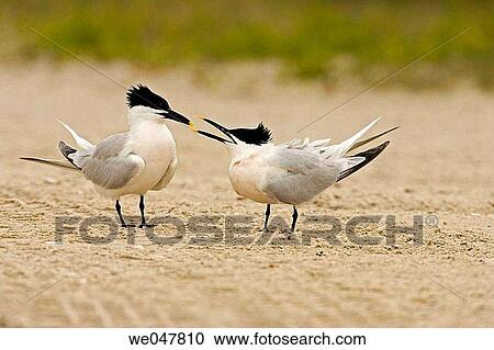 Sandwich Tern (Sterna sandvicensis). View Large Photo Image Stock Image - Sandwich Tern (Sterna sandvicensis).. Fotosearch