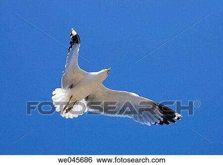 Sea gull. Tabarca island, Alicante province, Comunidad Valenciana, Spain View Large Photo Image Stock Photograph - Sea gull. Tabarca island, Alicante province, Comunidad Valenciana, Spain. Fotosearch