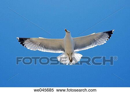 Sea gull. Tabarca island, Alicante province, Comunidad Valenciana, Spain View Large Photo Image Stock Photography - Sea gull. Tabarca island, Alicante province, Comunidad Valenciana, Spain. Fotosearch