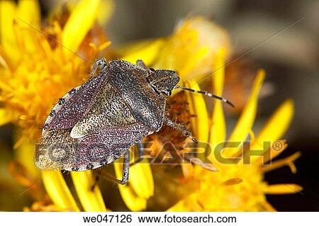 Sloe Bug (Dolycoris baccarum) View Large Photo Image Stock Photograph - Sloe Bug (Dolycoris baccarum). Fotosearch