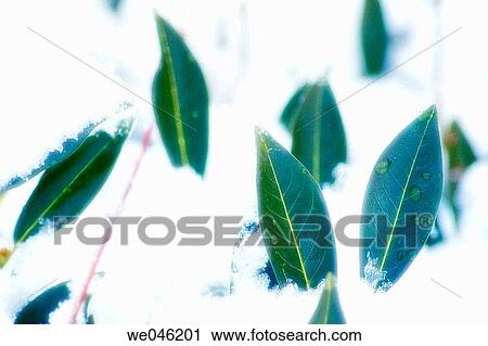 Snow covered bushes. January 2005, Maryland, USA View Large Photo Image Stock Image - Snow covered bushes. January 2005, Maryland, USA. Fotosearch