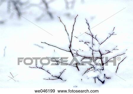 Stock Photo - Snow covered bushes. January 2005, Maryland, USA. Fotosearch