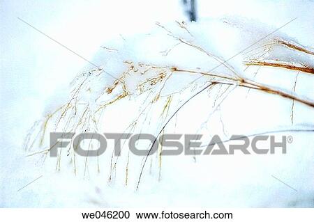 Snow covered grass. January 2005, Maryland, USA View Large Photo Image Stock Image - Snow covered grass. January 2005, Maryland, USA. Fotosearch