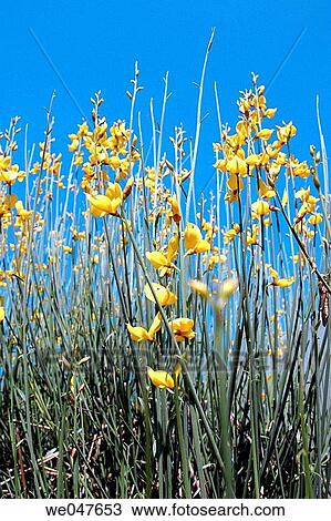 Spanish Broom (Spartium junceum) View Large Photo Image Stock Image - Spanish Broom (Spartium junceum). Fotosearch