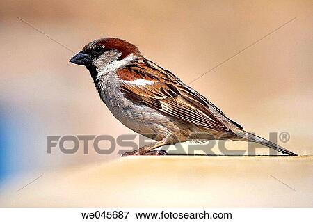 Sparrow. Tabarca island, Alicante province, Comunidad Valenciana, Spain View Large Photo Image Stock Photo - Sparrow. Tabarca island, Alicante province, Comunidad Valenciana, Spain. Fotosearch