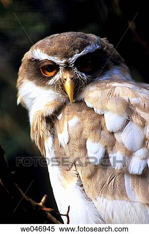 Spectated Owl (Pulsastrix Perspicillata) - captive View Large Photo Image Stock Photography - Spectated Owl (Pulsastrix Perspicillata) - captive. Fotosearch