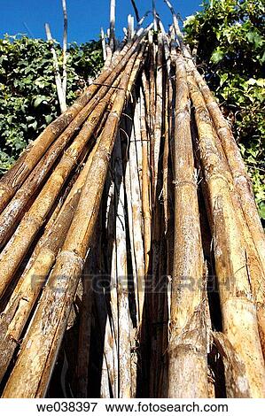 Stalks. View Large Photo Image Stock Photo - Stalks.. Fotosearch