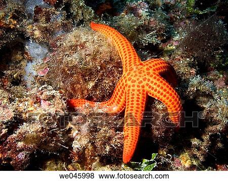 Starfish (Echinaster sepositus). Alicante province, Comunidad Valenciana, Spain View Large Photo Image Stock Photo - Starfish (Echinaster sepositus). Alicante province, Comunidad Valenciana, Spain. Fotosearch