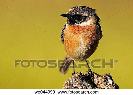 Stonechat (Saxicola torquata). Mßlaga province, Andalusia, Spain View Large Photo Image Stock Photo - Stonechat (Saxicola torquata). Mßlaga province, Andalusia, Spain. Fotosearch