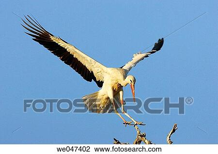 Stock Image - Stork (Ciconia ciconia) flying. Fotosearch
