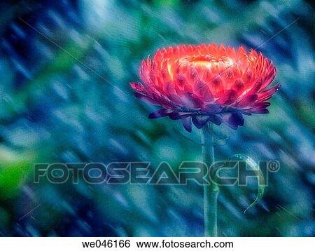 Strawflower under the rain. Helichrysum breacteatum. July 2004, Maryland, USA View Large Photo Image Stock Photograph - Strawflower under the rain. Helichrysum breacteatum. July 2004, Maryland, USA. Fotosearch