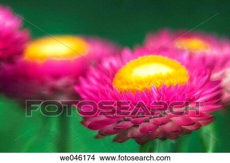 Strawflowers. Helichrysum breacteatum. August 2004, Maryland, USA View Large Photo Image Picture - Strawflowers. Helichrysum breacteatum. August 2004, Maryland, USA. Fotosearch