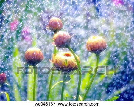 Stock Photo - Strawflowers under the rain. Helichrysum breacteatum. July 2004, Maryland, USA. Fotosearch