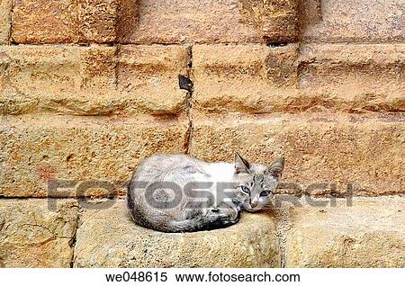 Stray cat. Molinos. Teruel. Arag? n. Spain. View Large Photo Image Stock Photography - Stray cat. Molinos. Teruel. Arag? n. Spain.. Fotosearch