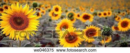 Sunflowers. Isßbena valley. Pyrenees. Huesca province. Aragon. Spain. View Large Photo Image Stock Photography - Sunflowers. Isßbena valley. Pyrenees. Huesca province. Aragon. Spain.. Fotosearch