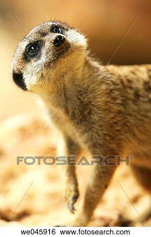 Suricate (Suricata suricatta) View Large Photo Image Stock Photograph - Suricate (Suricata suricatta). Fotosearch