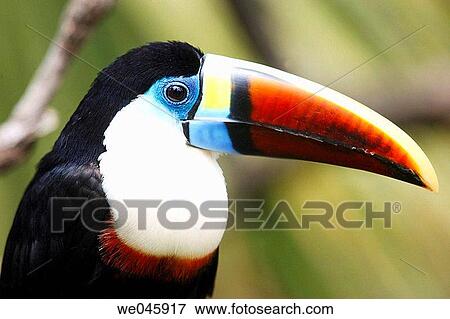 Toucan View Large Photo Image Stock Photo - Toucan. Fotosearch