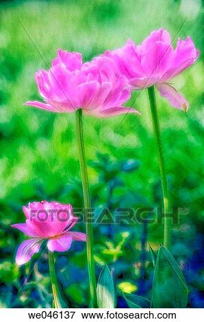 Tulip trio. Tulipa hybrid? Angelique?. April 2005, Maryland, USA View Large Photo Image Stock Photo - Tulip trio. Tulipa hybrid? Angelique?. April 2005, Maryland, USA. Fotosearch