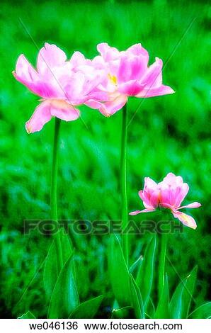 Tulip trio. Tulipa hybrid? Angelique?. April 2005, Maryland, USA View Large Photo Image Stock Photograph - Tulip trio. Tulipa hybrid? Angelique?. April 2005, Maryland, USA. Fotosearch