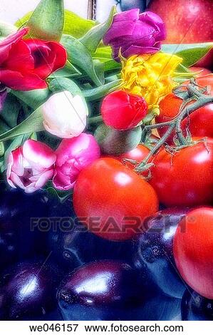 Tulips (tulipa hybrid), Tomatoes (Solanum lycopersicon), Apples (Malus domestica), Eggplants (Solanum melongena) February 2005, Maryland, USA View Large Photo Image Stock Photo - Tulips (tulipa hybrid), Tomatoes (Solanum lycopersicon), Apples (Malus domestica), Eggplants (Solanum melongena) February 2005, Maryland, USA. Fotosearch