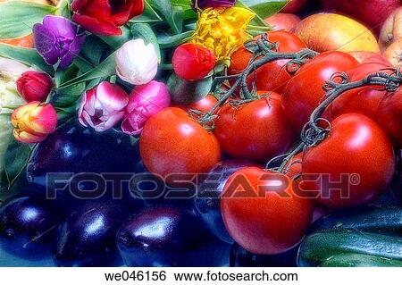 Tulips (tulipa hybrid), Tomatoes (Solanum lycopersicon), Apples (Malus domestica), Squash (Cucurbita pepo), Eggplants (Solanum melongena). February 2005, Maryland, USA View Large Photo Image Stock Photograph - Tulips (tulipa hybrid), Tomatoes (Solanum lycopersicon), Apples (Malus domestica), Squash (Cucurbita pepo), Eggplants (Solanum melongena). February 2005, Maryland, USA. Fotosearch