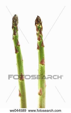 Two asparagus stems View Large Photo Image Stock Photo - Two asparagus stems. Fotosearch