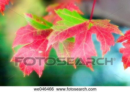 Two autumn maple leaves. Acer rubrum. October 2004. Maryland, USA View Large Photo Image Stock Photograph - Two autumn maple leaves. Acer rubrum. October 2004. Maryland, USA. Fotosearch