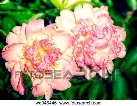 Two Pink Peonies. (Paeonia lactiflora). May 2006, Maryland, USA View Large Photo Image Stock Photograph - Two Pink Peonies. (Paeonia lactiflora). May 2006, Maryland, USA. Fotosearch
