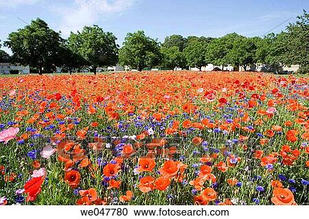 Val de Loire. France. View Large Photo Image Stock Image - Val de Loire. France.. Fotosearch