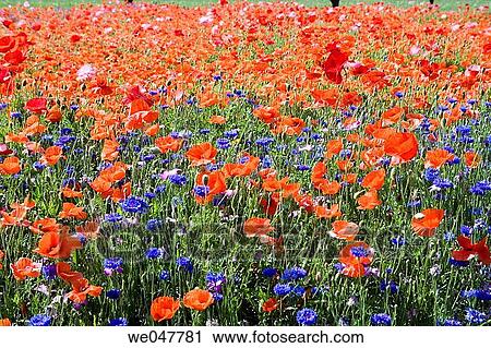 Val de Loire. France. View Large Photo Image Stock Image - Val de Loire. France.. Fotosearch