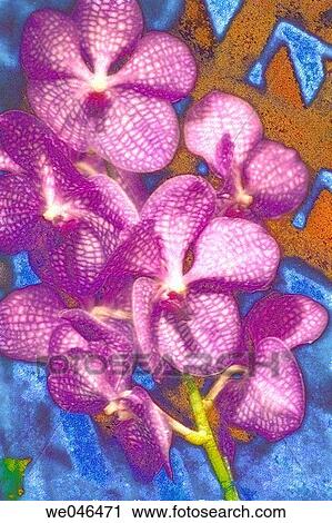 Vanda Orchid. Orchid hybrid, October 2004. Maryland, USA View Large Photo Image Stock Image - Vanda Orchid. Orchid hybrid, October 2004. Maryland, USA. Fotosearch