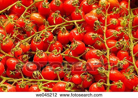 Vine tomatoes at Boqueria market, Barcelona. Catalonia, Spain View Large Photo Image Stock Image - Vine tomatoes at Boqueria market, Barcelona. Catalonia, Spain. Fotosearch