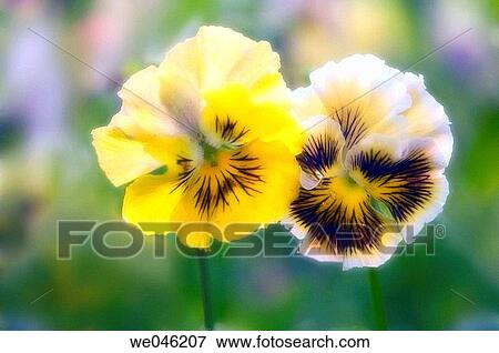 Viola x wittrockiana. June 2005, Maryland, USA View Large Photo Image Stock Photo - Viola x wittrockiana. June 2005, Maryland, USA. Fotosearch