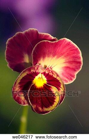 Viola x wittrockiana. October 2005, Maryland, USA View Large Photo Image Stock Photo - Viola x wittrockiana. October 2005, Maryland, USA. Fotosearch