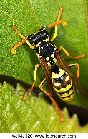 Wasp (Polistes gallicus) View Large Photo Image Stock Image - Wasp (Polistes gallicus). Fotosearch