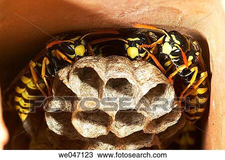 Stock Image - Wasp (Polistes gallicus). Fotosearch