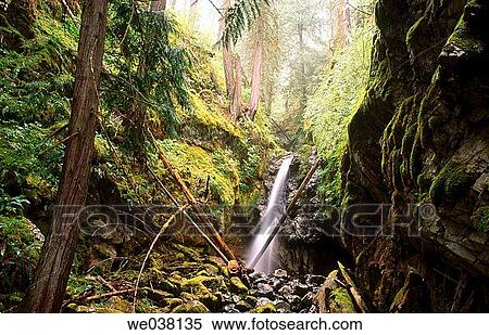 Waterfall in the hids of west coast rainforest. Strathcona Provincial Park. Vancouver Island, British Columbia, Canada View Large Photo Image Stock Photography - Waterfall in the hids of west coast rainforest. Strathcona Provincial Park. Vancouver Island, British Columbia, Canada. Fotosearch