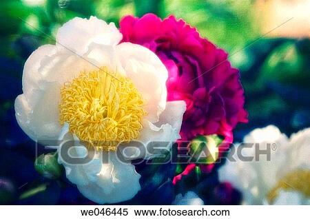 White and Red Pink Peonies. (Paeonia lactiflora). May 2006, Maryland, USA View Large Photo Image Stock Photography - White and Red Pink Peonies. (Paeonia lactiflora). May 2006, Maryland, USA. Fotosearch