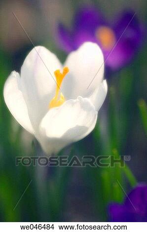 White Crocus Flower. Crocus vernus. March 2006. aryland, USA View Large Photo Image Picture - White Crocus Flower. Crocus vernus. March 2006. aryland, USA. Fotosearch