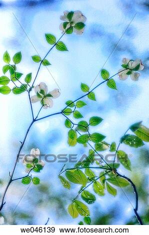 White Dogwoods in Bloom. Cornus florida. April 2006, Maryland, USA View Large Photo Image Stock Photo - White Dogwoods in Bloom. Cornus florida. April 2006, Maryland, USA. Fotosearch