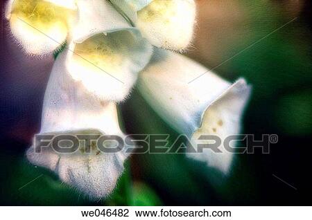 White foxglove. Digitalis purpurea. June 2006. Maryland, USA View Large Photo Image Stock Image - White foxglove. Digitalis purpurea. June 2006. Maryland, USA. Fotosearch