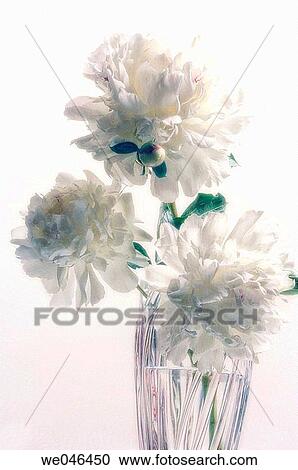 Stock Image - White Peony Bouquet. (Paeonia lactiflora). May 2006, Maryland, USA. Fotosearch