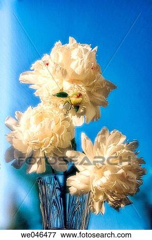 White Peony Bouquet. Paeonia lactiflora, May 2006. Maryland, USA View Large Photo Image Stock Photo - White Peony Bouquet. Paeonia lactiflora, May 2006. Maryland, USA. Fotosearch