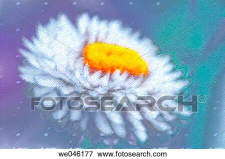 White Strawflower. Helichrysum breacteatum, August 2004, Maryland, USA View Large Photo Image Stock Photo - White Strawflower. Helichrysum breacteatum, August 2004, Maryland, USA. Fotosearch