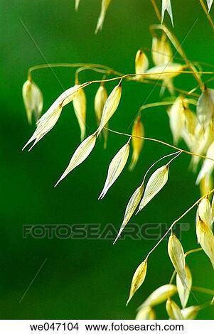 Wild Oat (Avena sterilis), fam. Gramineae View Large Photo Image Picture - Wild Oat (Avena sterilis), fam. Gramineae. Fotosearch