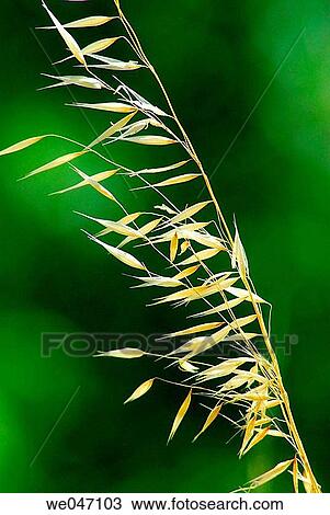 Stock Image - Wild Oat (Avena sterilis), fam. Gramineae. Fotosearch