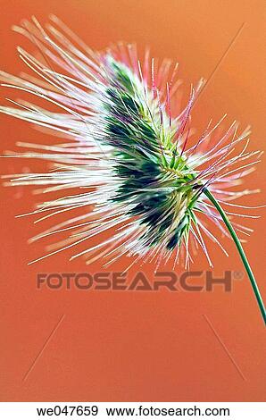 Stock Photo - Wildflower. Phragmites communis. Fotosearch