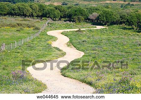 Winding track through spring flowers View Large Photo Image Stock Photography - Winding track through spring flowers. Fotosearch